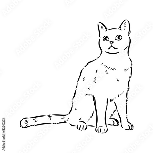 Sketch of an american shorthair american shorthair cat vector
