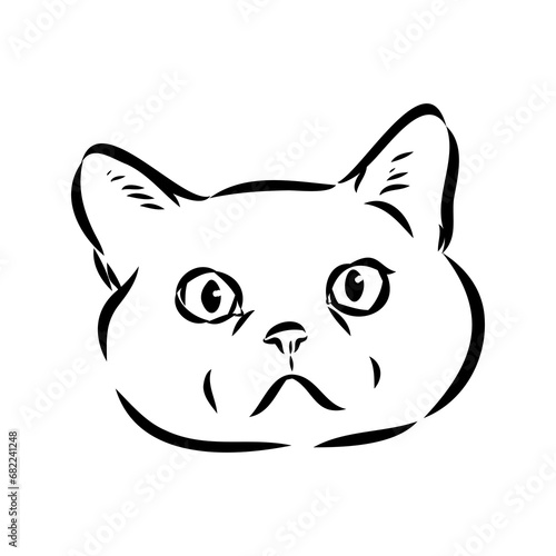 Sketch of an american shorthair american shorthair cat vector
