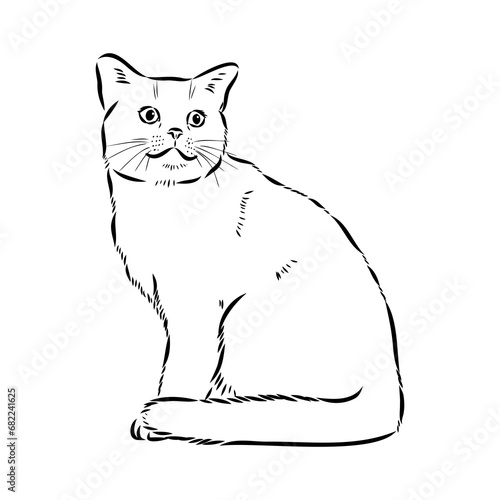 Sketch of an american shorthair american shorthair cat vector