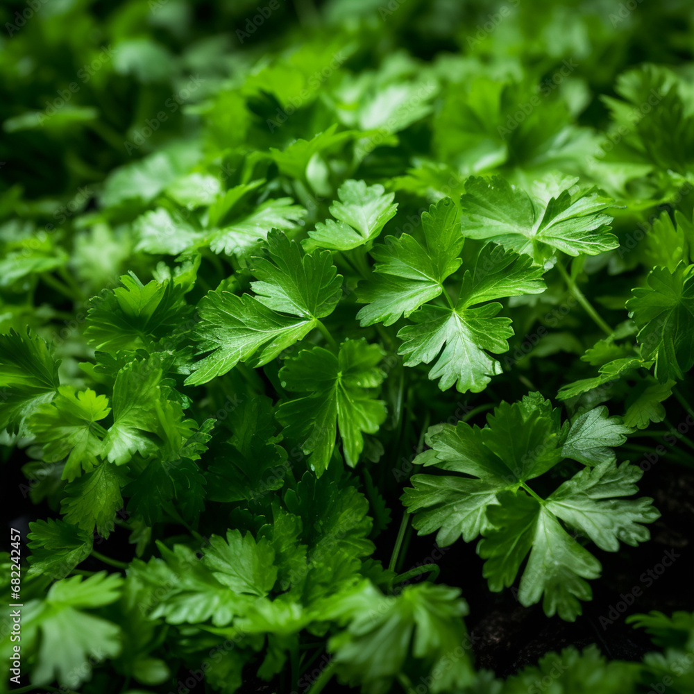 photo of coriander herb created with Generative Ai photo of coriander herb created with Generative Ai
