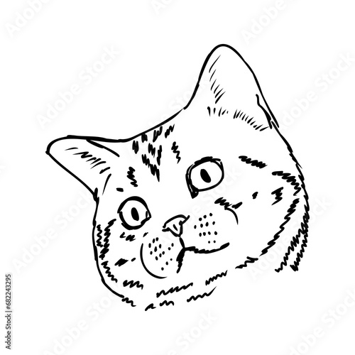 Sketch of an american shorthair american shorthair cat vector