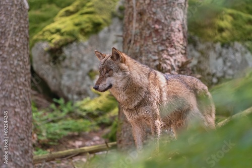 A beautiful grey wolf standing on the forest. Canis lupus. Wildlige scene with a eurasian wolf.