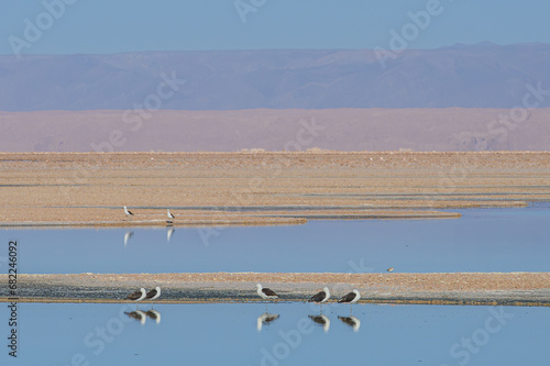Flamingos e pequenos pássaros se alimentando no amanhecer na lagoa Chaxas, deserto do Atacama. Chile 2023. photo