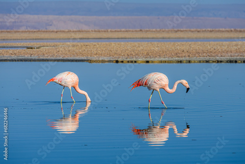Flamingos e pequenos pássaros se alimentando no amanhecer na lagoa Chaxas, deserto do Atacama. Chile 2023. photo