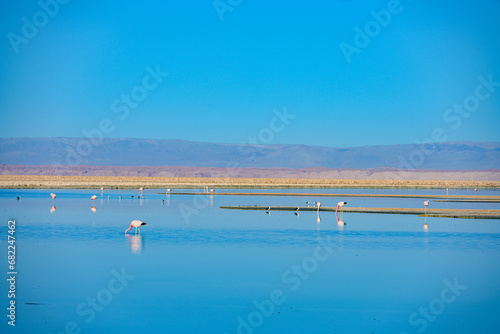 Flamingos se alimentando no lago Chaxas no deserto do atacama em dia ensolarado.  photo