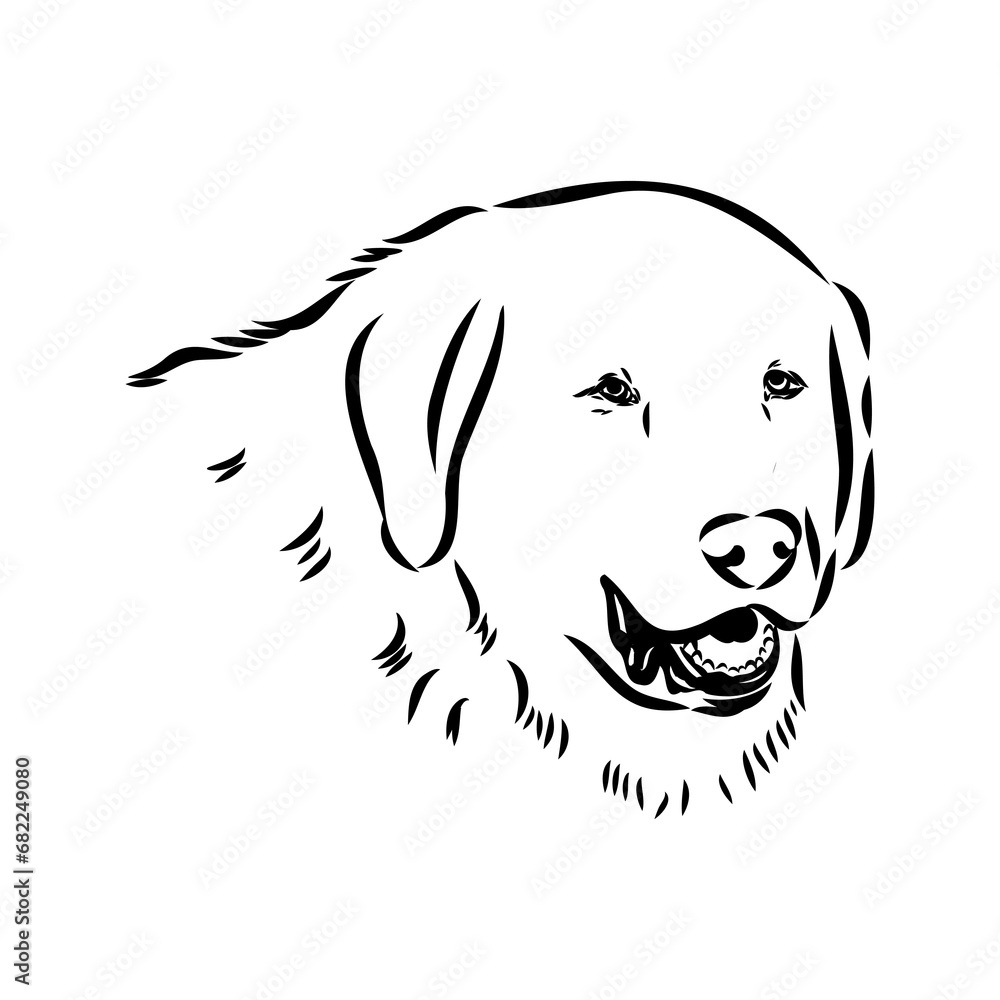 Fototapeta premium Akbash dog hand drawing. Vector illustration isolated on white background.
