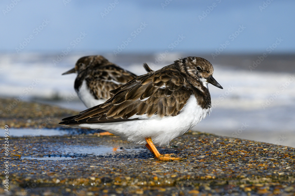 Turnstones standing on a stormy sea wall Turnstones standing on a stormy sea wall