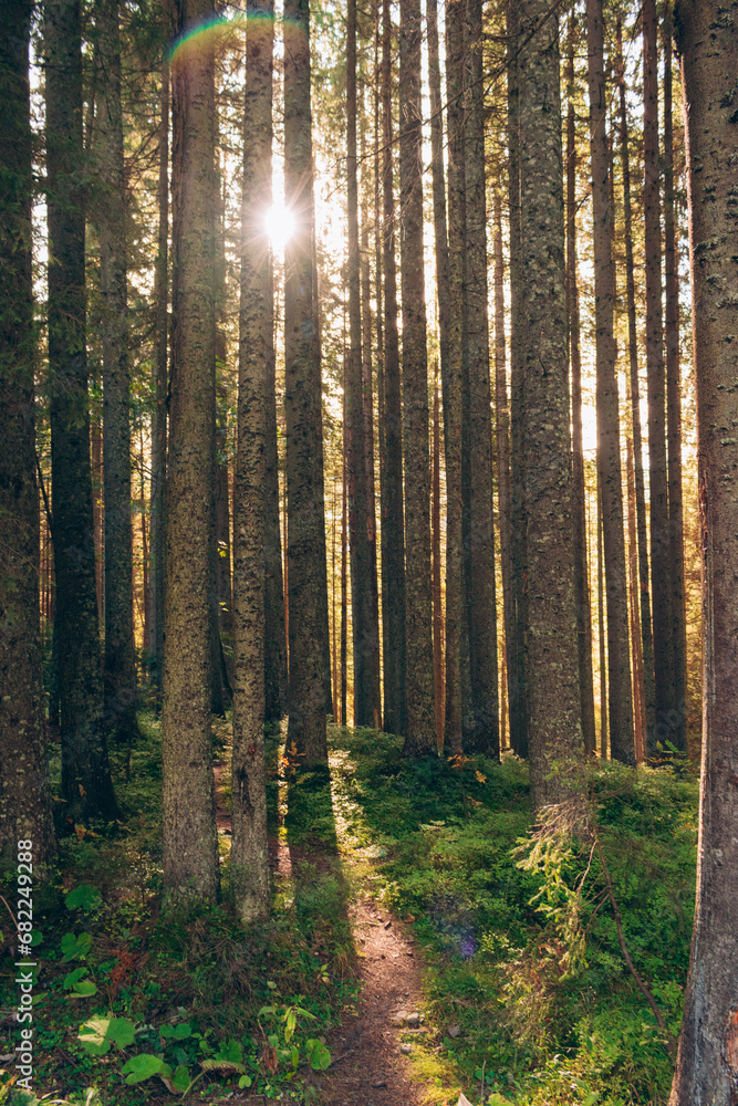 Obraz premium Photo of a dense coniferous forest. The rays of the morning sun break through the branches of trees in the forest. A path leading deep into the forest. Autumn landscape. An atmospheric walk in nature.