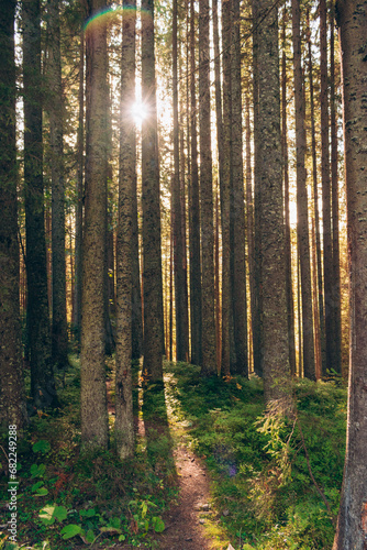 Photo of a dense coniferous forest. The rays of the morning sun break through the branches of trees in the forest. A path leading deep into the forest. Autumn landscape. An atmospheric walk in nature.