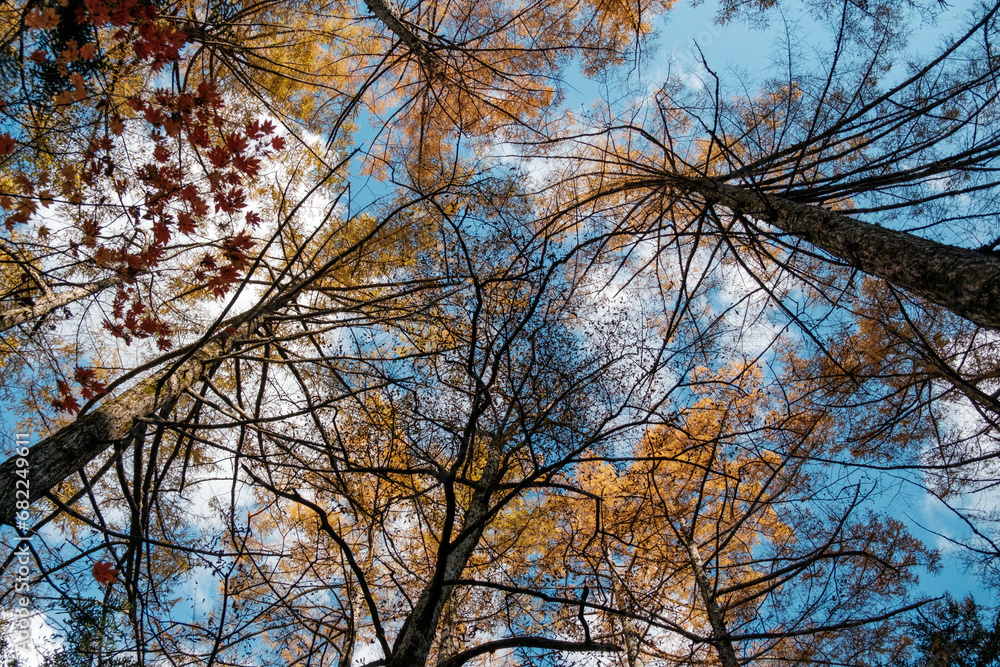 Obraz premium Bright golden treetops against autumn sky at Kamikochi, Vibrant autumn leaves paint a colorful scene, Japan.