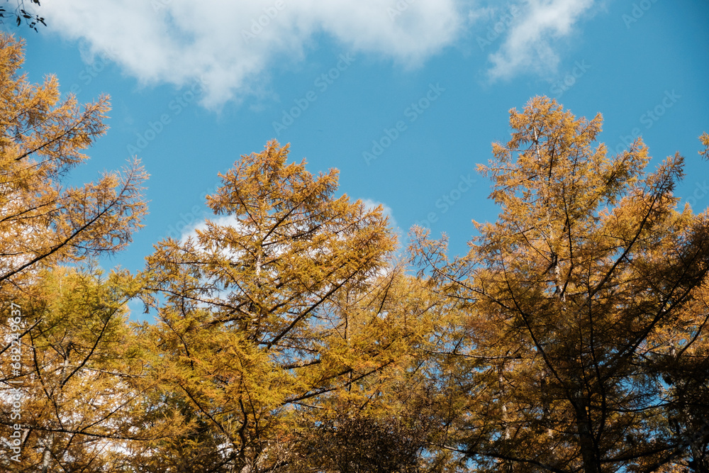 Bright golden treetops against autumn sky at Kamikochi, Vibrant autumn leaves paint a colorful scene, Japan.