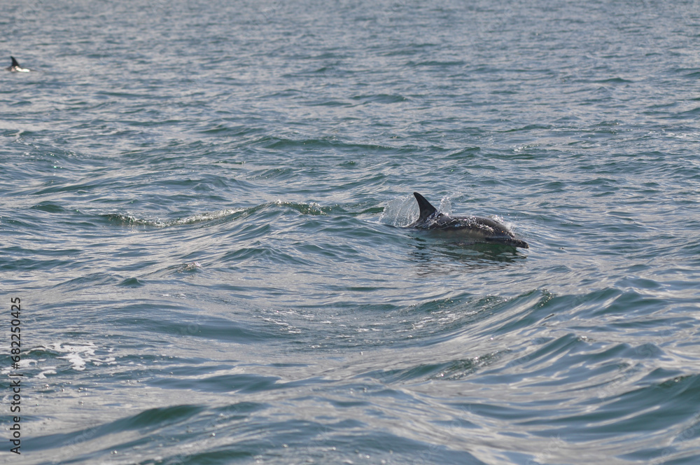 Obraz premium Common dolphins (Scotland)