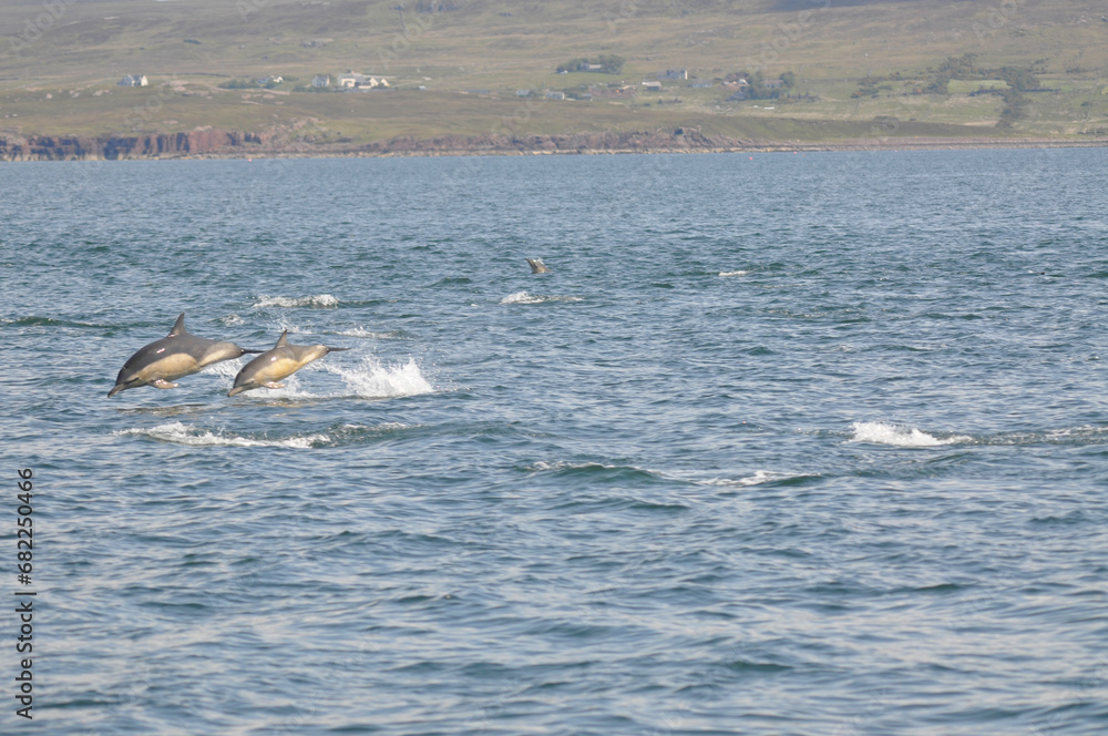 Fototapeta premium Common dolphins (Scotland)