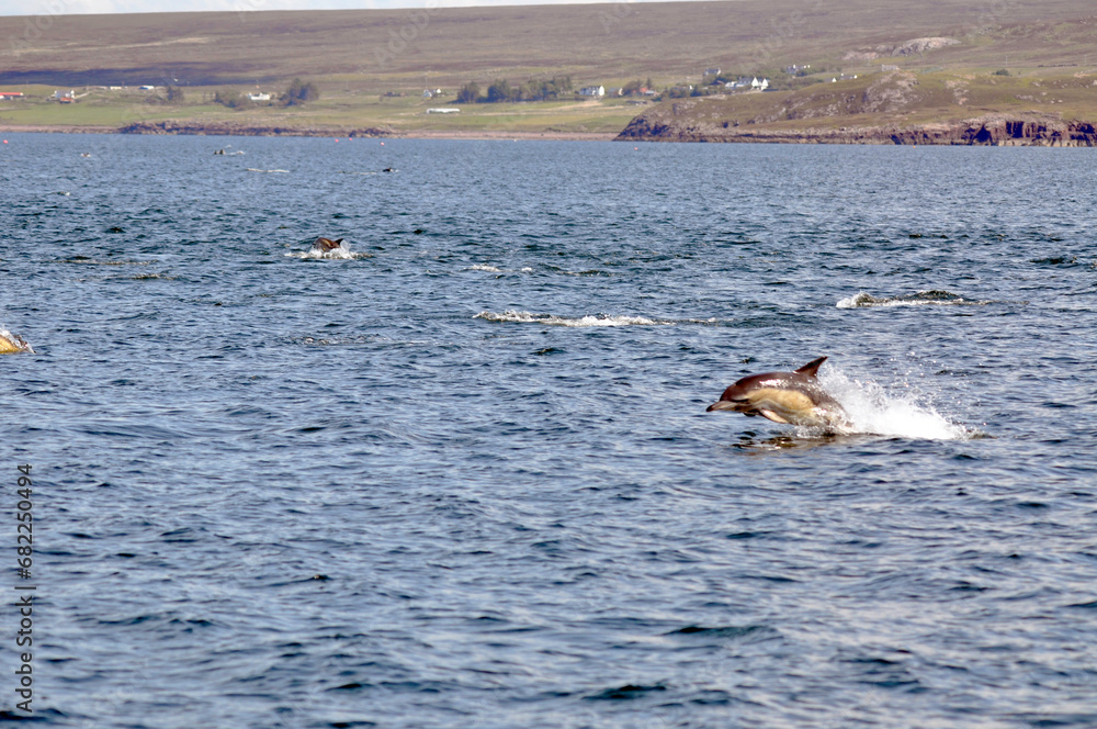 Common dolphins (Scotland)
