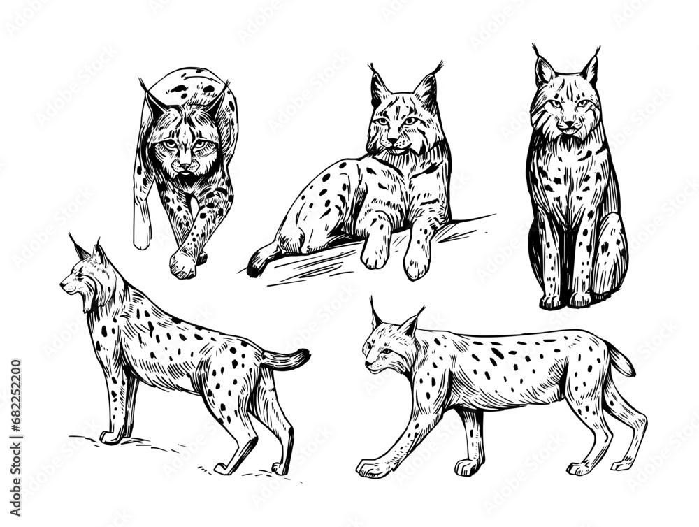 Fototapeta premium Lynx, set of realistic illustrations, hand drawn vector sketches