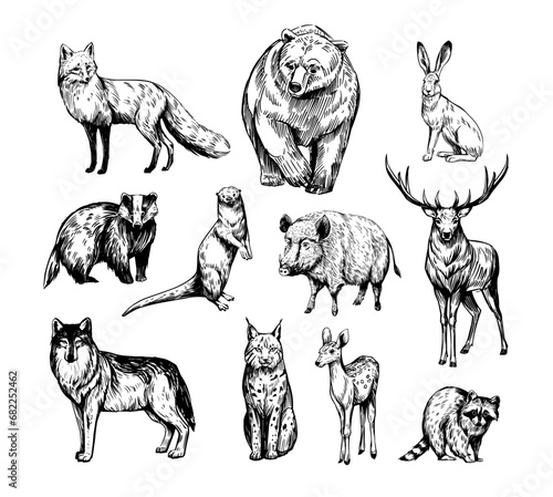 Forest animals. Set of realistic vector illustrations. Hand drawn sketches. fox, wolf, elk, bear, badger, raccoon, hare, wild boar, deer, lynx