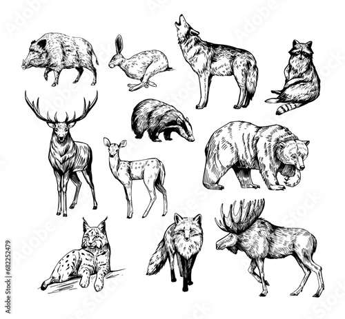 Forest animals. Set of realistic vector illustrations. Hand drawn sketches. fox, wolf, elk, bear, badger, raccoon, hare, wild boar, deer, lynx