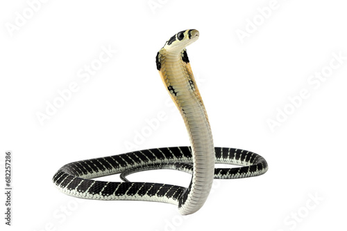 Baby king cobra on isolated background, King cobra snake "ophiopahus hannah" closeup