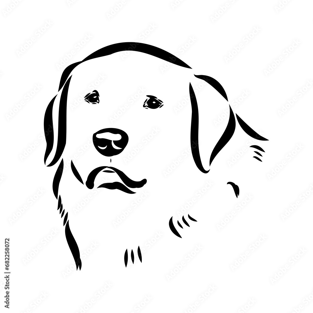 Akbash dog hand drawing. Vector illustration isolated on white ...