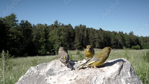 Three greenfinches sit together on a rock in a meadow and eat seed. photo