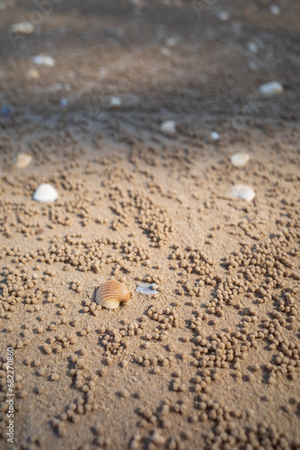 Shell shells and crab holes with sunlight and shadow passing through them.