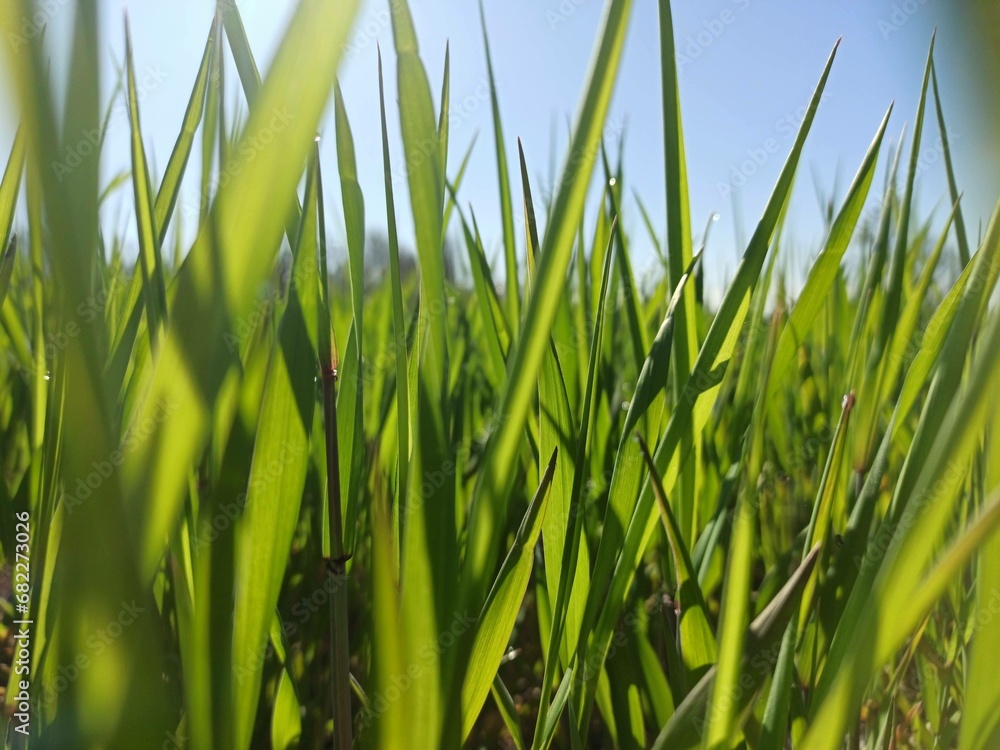 green grass on blue sky green grass on blue sky