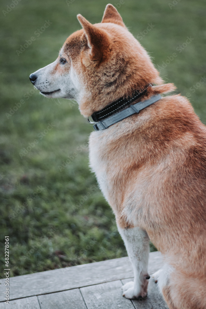 Cachorro Shiba inu de perfil Cachorro Shiba inu de perfil