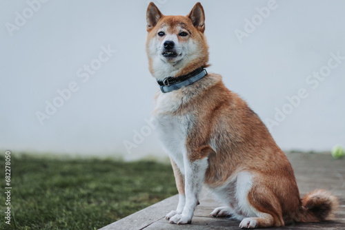 Cachorro Shiba inu sentado na varanda photo