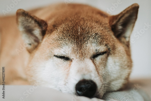 Cachorro Shiba inu retrato dormindo photo