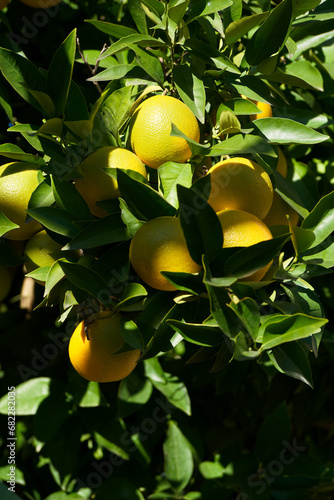 sad, natura, liść, zdrowy, organiczny, lato, rolnictwo, drzewo, słodki, żniwa, dojrzały, owoc, jedzenie, ogród, zielony, gałąź, przyciąć, zbliżenie, pora roku, rosnąć, naturalny, uprawa, rozwój, odżyw