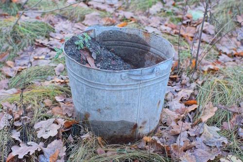 one old rusty empty metal bucket stands on the ground and green grass on the street