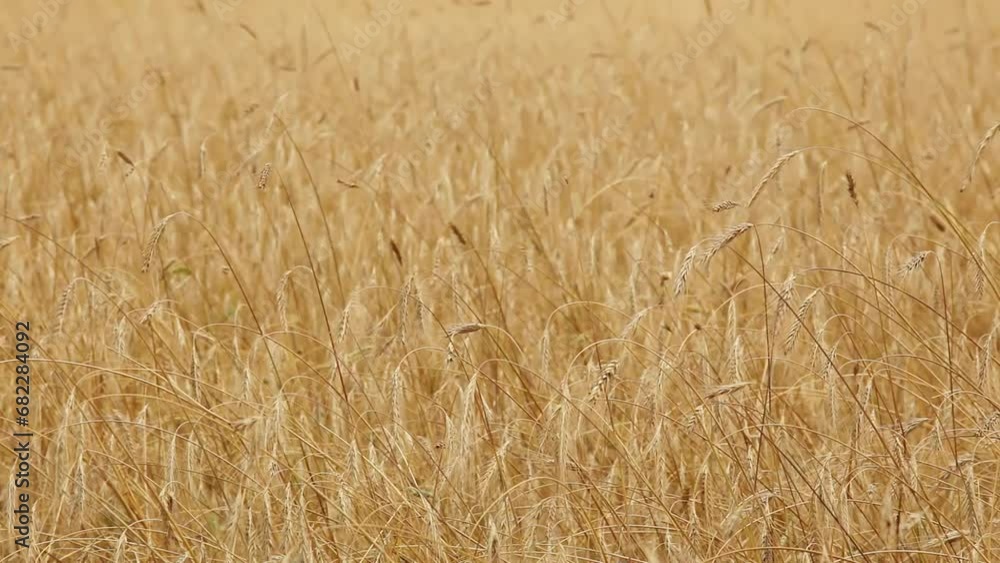 Ripe wheat, new harvest. Agricultural field. Harvest time Ripe wheat, new harvest. Agricultural field. Harvest time