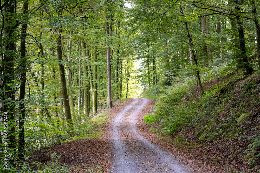 Fototapeta premium Waldweg ins Elztal im Odenwald