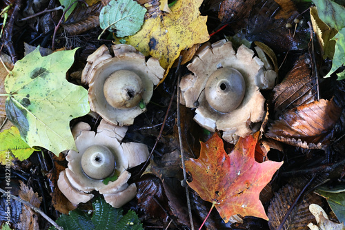 Collared earthstar, scientific name Geastrum triplex,  wild fungus from Finland photo