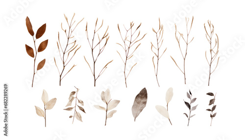 dry winter branch and leaves isolated on transparent background cutout
