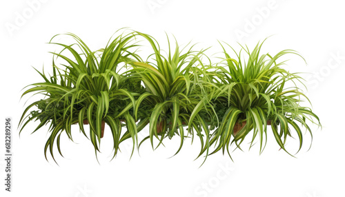 hanging plant isolated on transparent background cutout