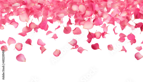 pink rose petals frame isolated on transparent background cutout