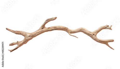 dry branch isolated on transparent background cutout