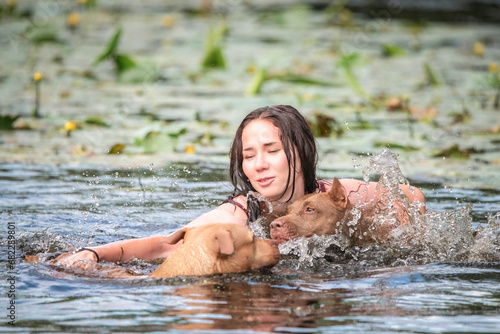 A young beautiful dark-haired girl bathes in a pond with a pit bull terrier dog. © shymar27