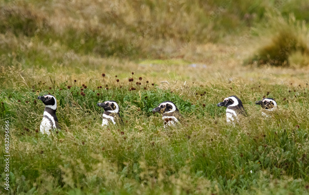 Magellan Pinguin, Speniscus magellanicus, Seno Otway, Chile