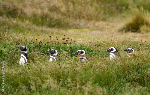 Obraz na płótnie Magellan Pinguin, Speniscus magellanicus, Seno Otway, Chile w salonie
