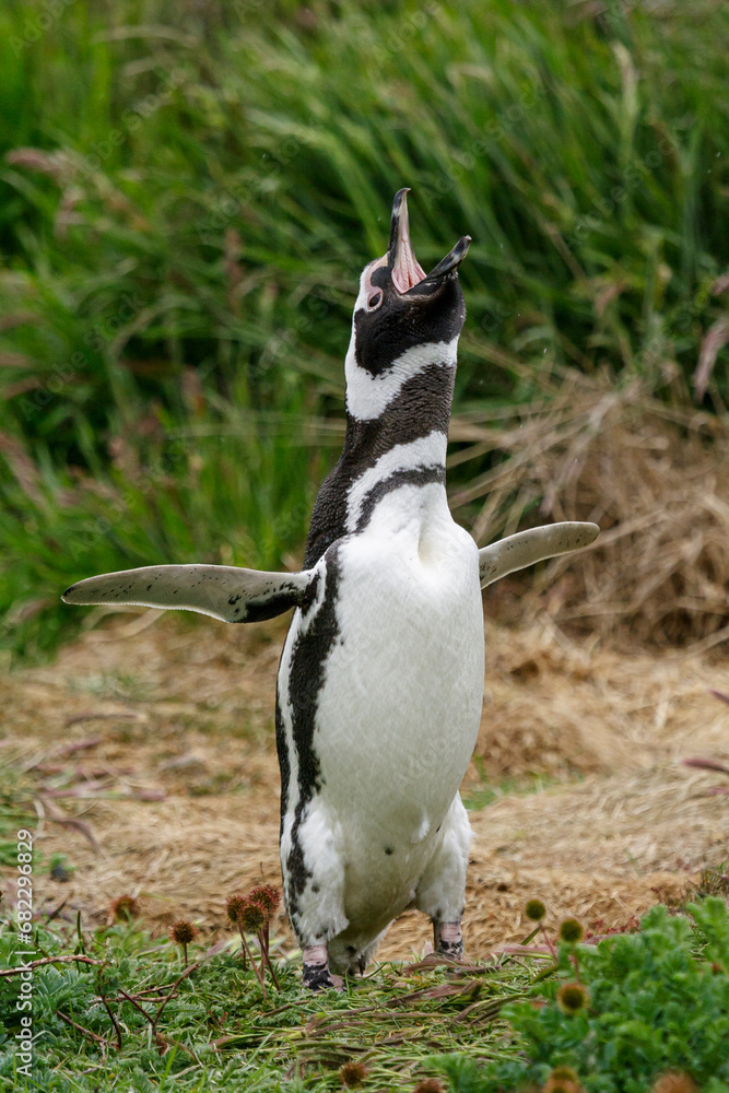 Magellan Pinguin, Speniscus magellanicus, Seno Otway, Chile