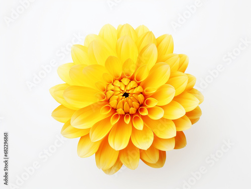 yellow flower isolated on white background  in the style of orange created with Generative Ai