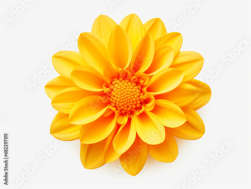 yellow flower isolated on white background  in the style of orange created with Generative Ai