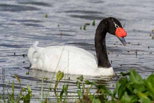 Obraz na płótnie Schwarzhalsschwan, Cygnus Melancoryphus, Chile w salonie