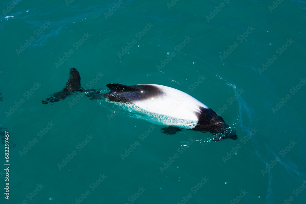 Commerson's Delfin (Cephalorhynchus commersonii), Patagonien, Argentinien, Südamerika