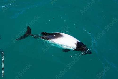 Commerson's Delfin (Cephalorhynchus commersonii), Patagonien, Argentinien, Südamerika photo