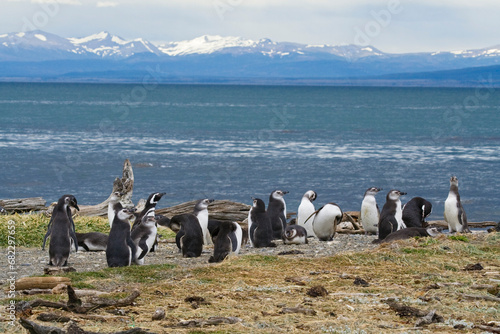 Magellan Pinguin  Speniscus magellanicus    Seno Otway  Chile
