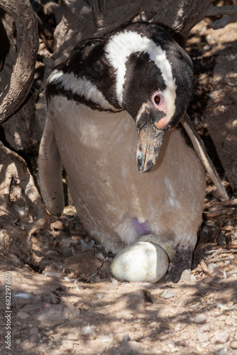 Obraz na płótnie Magellan Pinguin (Speniscus magellanicus) bei der Brutpflege, Punta Tombo,Argentinien,Südamerika w salonie