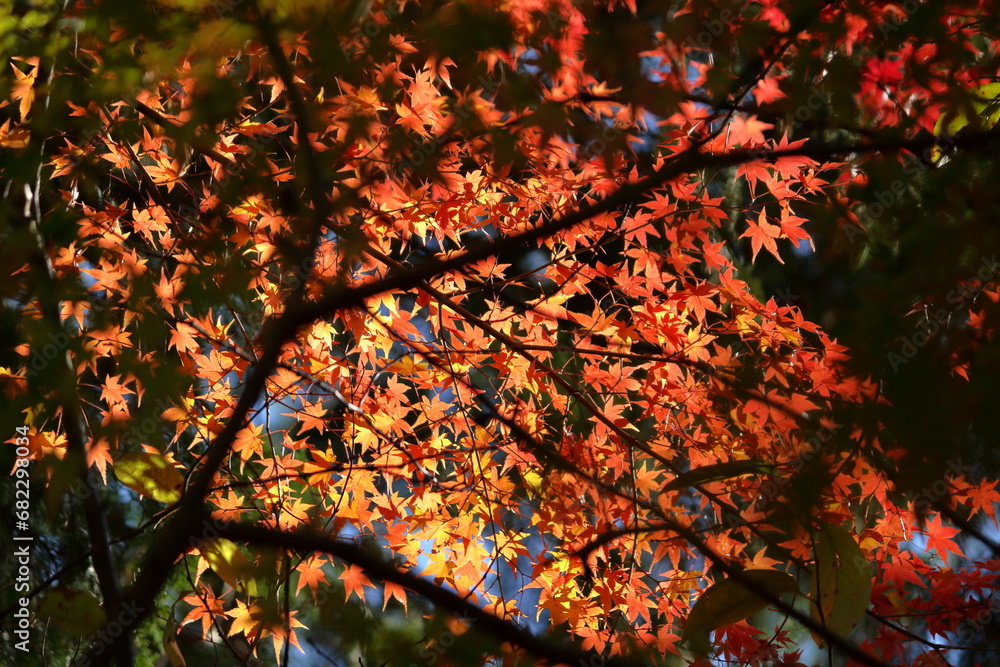 美しい長寿寺の紅葉